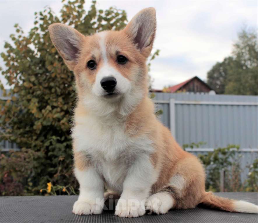 Собаки в Москве: вельш корги пемброк девочка 2.5 мес Девочка, 85 000 руб. - фото 3