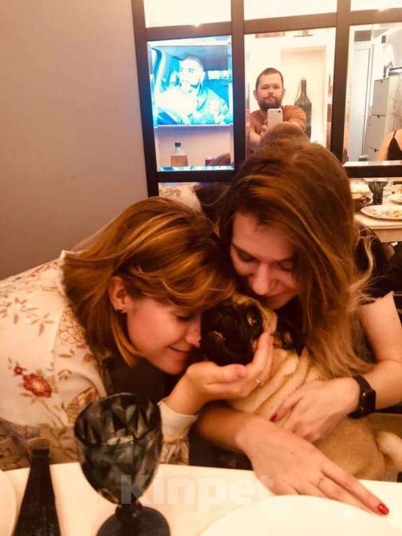 Собаки в Москве: Шарли Шеннон Мальчик, 85 000 руб. - фото 6