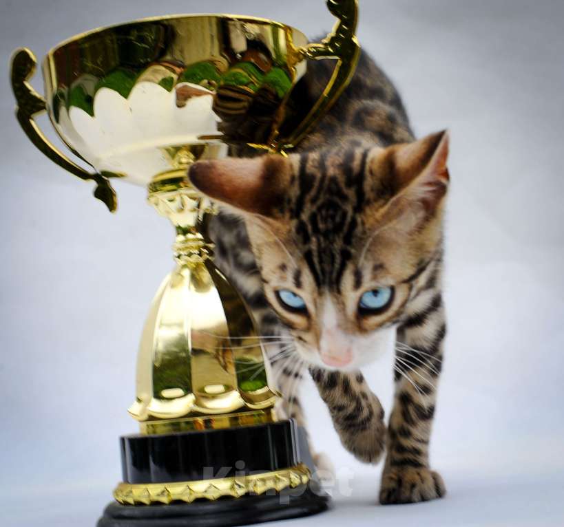 Кошки в Москве: Бенгальский котеное reex Мальчик, 80 000 руб. - фото 6