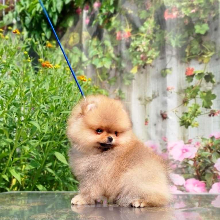 Собаки в Москве: Шпиц померанский  мини Мальчик, 80 000 руб. - фото 2