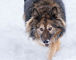 Собаки в Москве: Метис длинношёрстной овчарки в дар Мальчик, Бесплатно - фото 8