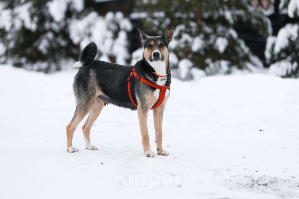 Собаки в других городах Тульской области: Белла 1,5 года - красотка ищет дом!  Девочка, Бесплатно - фото 7