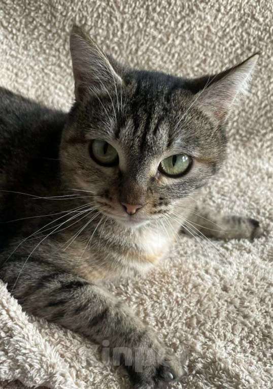 Кошки в Москве: Кошечка живет одна без воды и света Девочка, Бесплатно - фото 2