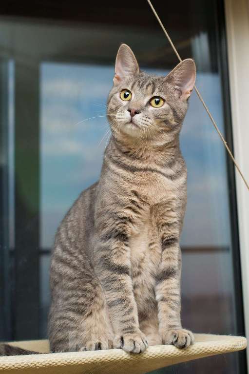 Кошки в Москве: Красавец серо-голубой котик-подросток Костя в добрые руки Мальчик, 1 руб. - фото 10