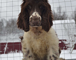 Собаки в Зеленограде: Английский кокер спаниель щенки Мальчик, 80 000 руб. - фото 3