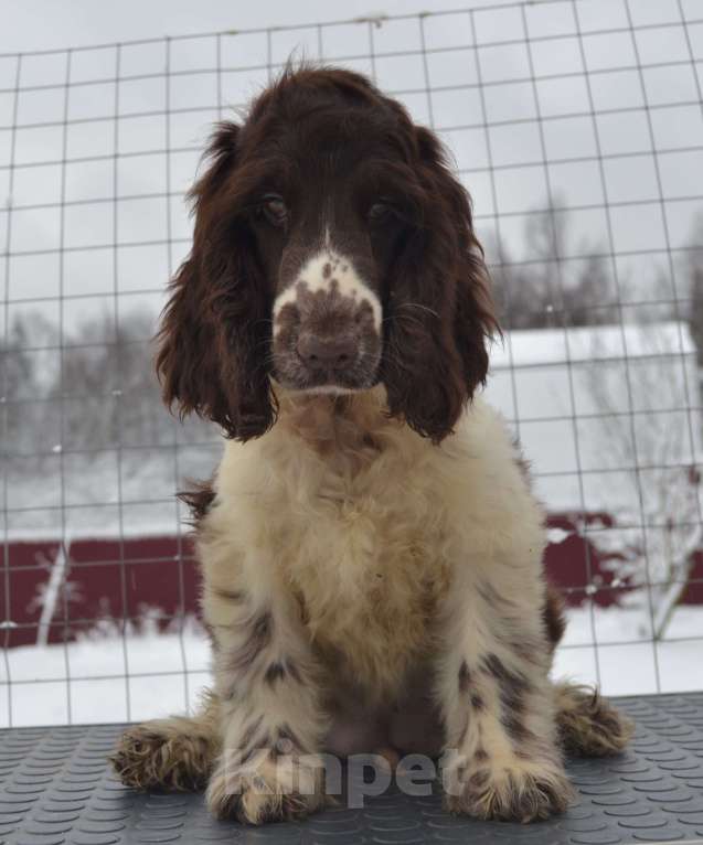 Собаки в Зеленограде: Английский кокер спаниель щенки Мальчик, 80 000 руб. - фото 3