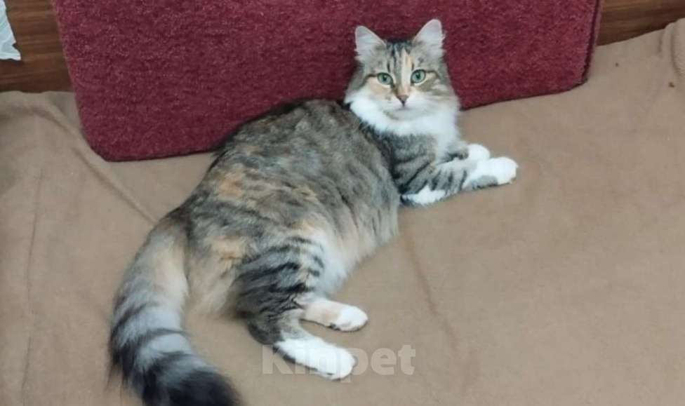 Кошки в Москве: Трехцветная пушистая Шаня, кошечка в добрые руки.   Девочка, Бесплатно - фото 10