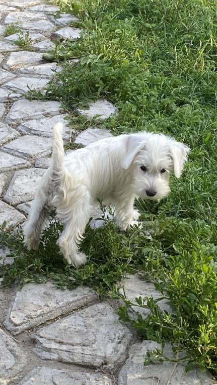 Собаки в Москве: Щенок цвергшнауцера белого Девочка, 55 000 руб. - фото 4