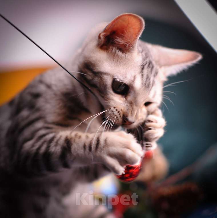 Кошки в Москве: Бенгальский котенок серебро Мальчик, 45 000 руб. - фото 6