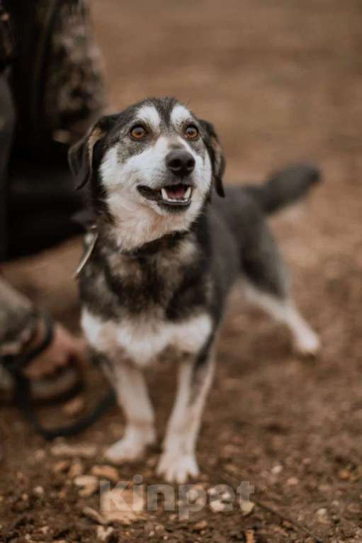 Собаки в Москве: Маленький пёсик Пьероша в добрые руки Мальчик, 1 руб. - фото 4