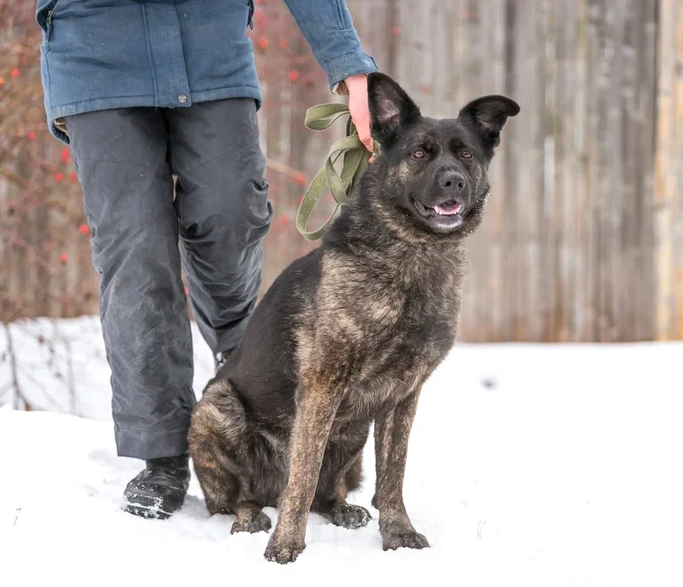 Собаки в Москве: Ева Собака Энерджайзер Девочка, 10 руб. - фото 2