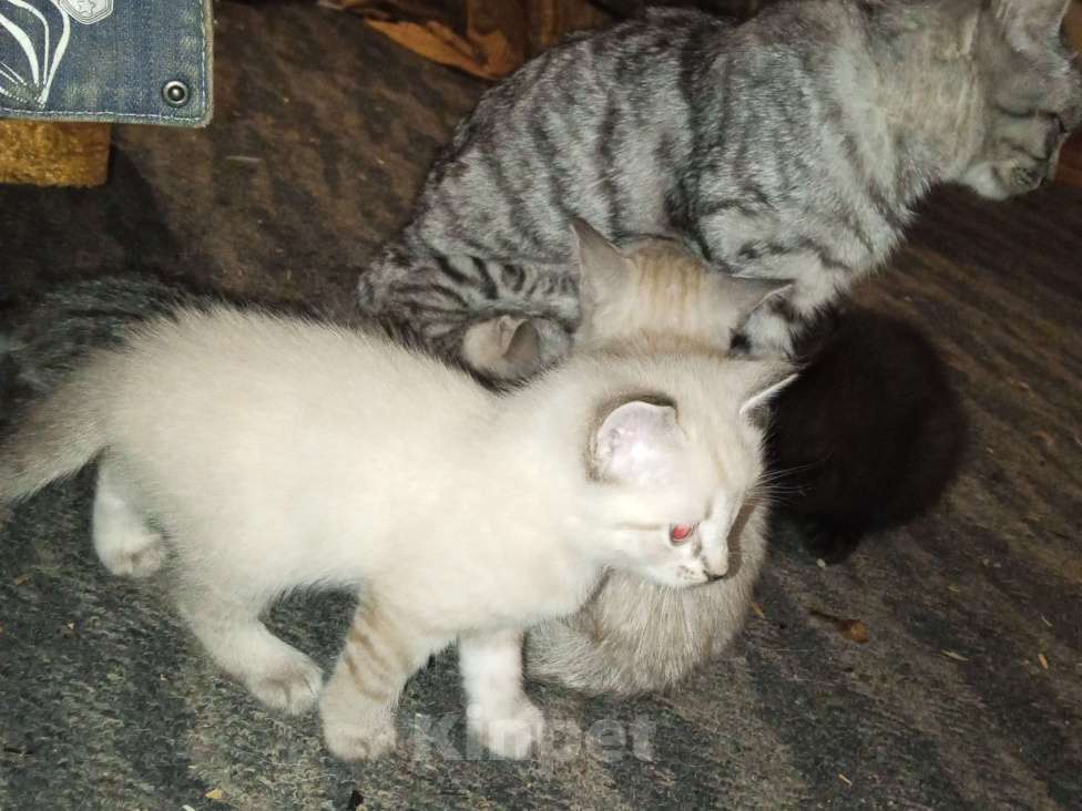 Кошки в Иркутске: Обалденный котик для понимающих Мальчик, Бесплатно - фото 3