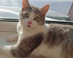 Кошки в Калуге: Отдам в хорошие руки Мальчик, Бесплатно - фото 1