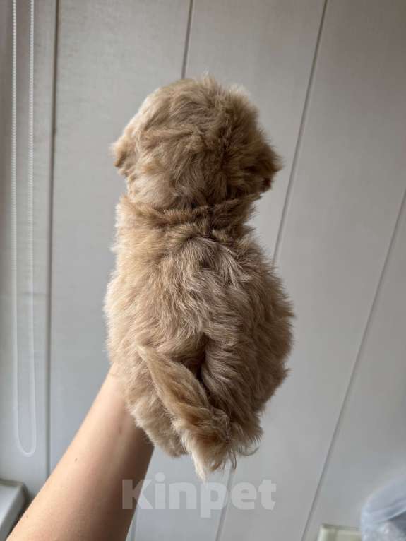 Собаки в Москве: Мальтипу f-1 mini мальчик  Мальчик, 100 000 руб. - фото 2