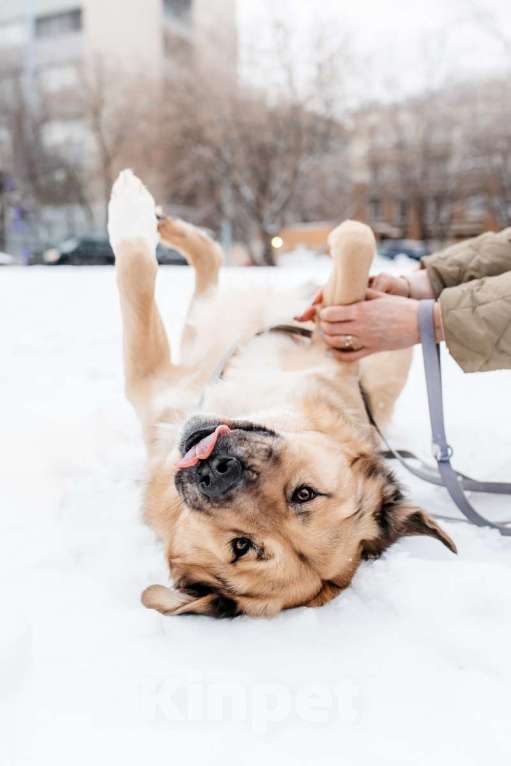 Собаки в Москве: Дынечка - плюшвый мишка в добрые руки! Мальчик, Бесплатно - фото 4
