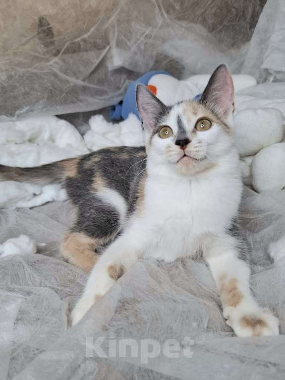 Кошки в Москве: Котёнок с ромбиком на носу в добрые руки  Девочка, Бесплатно - фото 8