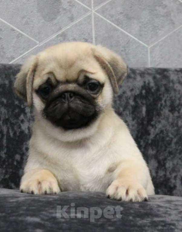 Собаки в Калуге: Щенки мопса Мальчик, 50 000 руб. - фото 4