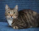 Кошки в Санкт-Петербурге: Кошка Полоска ищет семью Девочка, Бесплатно - фото 1