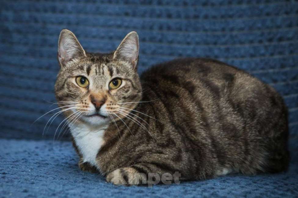 Кошки в Санкт-Петербурге: Кошка Полоска ищет семью Девочка, Бесплатно - фото 1