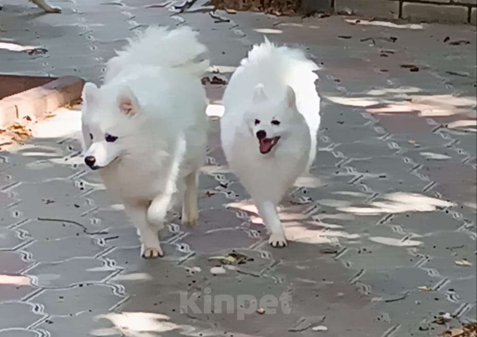 Собаки в Волгограде: Мальчик Мальчик, 25 000 руб. - фото 2