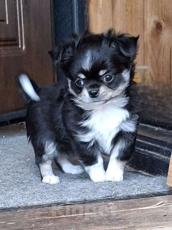 Собаки в других городах Калужской области: Девочка черный триколор Девочка, 65 000 руб. - фото 3