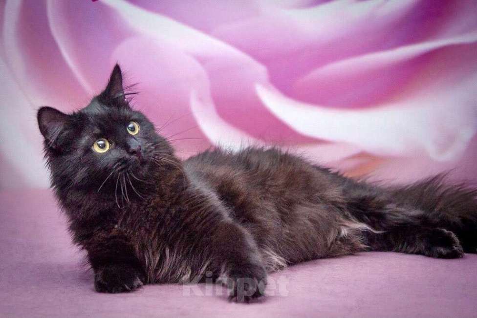 Кошки в Москве: Роскошная пушистая кошка Ночка в добрые руки Девочка, Бесплатно - фото 3