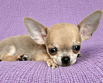 Собаки в Сочи: Девочка чихуахуа Девочка, Бесплатно - фото 1