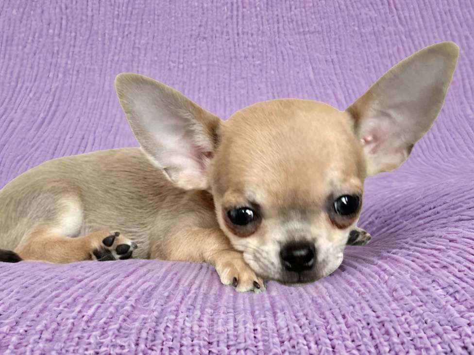Собаки в Сочи: Девочка чихуахуа Девочка, Бесплатно - фото 1