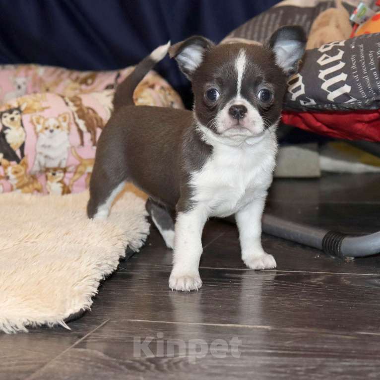 Собаки в Москве: Голубая чихуахуа Девочка, 100 000 руб. - фото 1