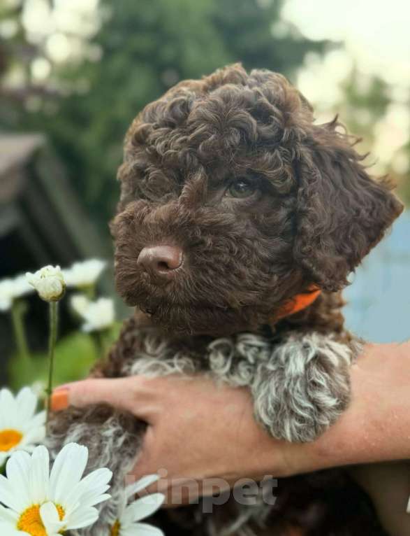 Собаки в других городах Ленинградской области: Щенок Лаготто Романьоло Мальчик, 130 000 руб. - фото 3