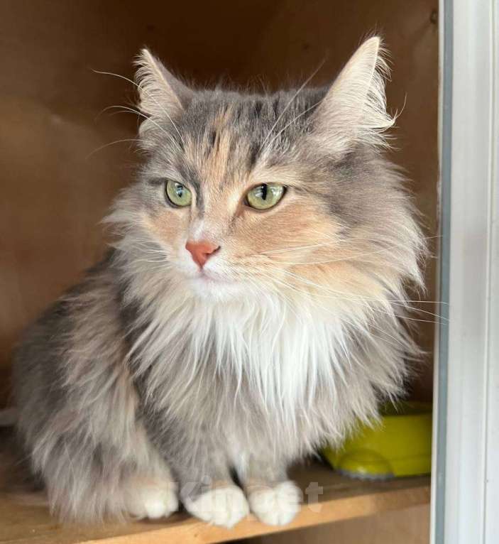 Кошки в Одинцово: Кошечка Мелани Девочка, Бесплатно - фото 5