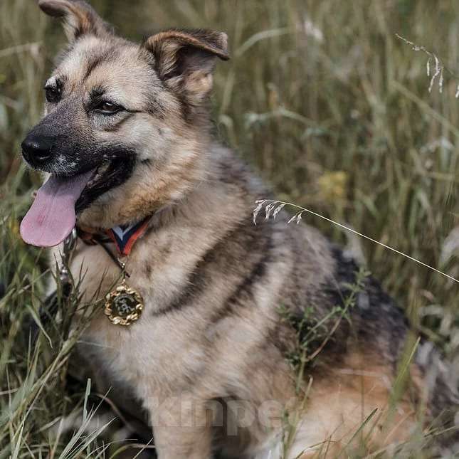 Собаки в Москве: Туся Девочка, Бесплатно - фото 4