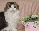 Кошки в Новосибирске: Шотландские котята  Мальчик, 50 000 руб. - фото 6