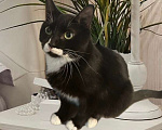 Кошки в Санкт-Петербурге: Кошечка Кайси 1 год, стерилизована Девочка, Бесплатно - фото 3
