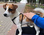 Собаки в Владимире: Вязка Джек Рассел Терьера, 4 000 руб. - фото 2