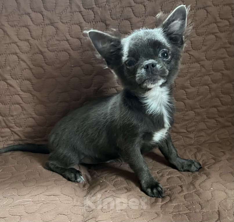 Собаки в Санкт-Петербурге: Щенок чихуахуа Мальчик, 45 000 руб. - фото 5