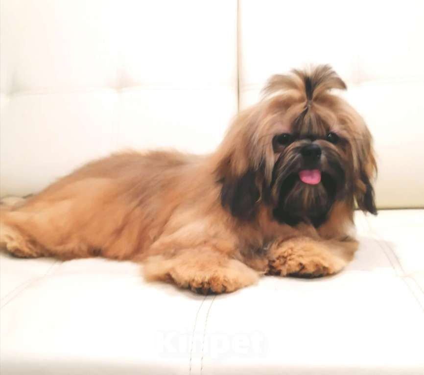 Собаки в Пензе: Щенок ши тцу Мальчик, Бесплатно - фото 1