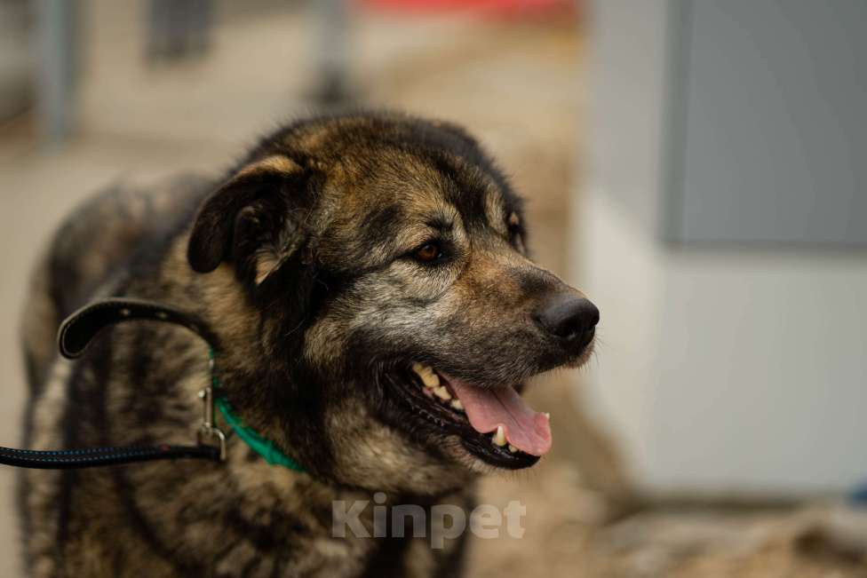 Собаки в Москве: Амур. Пес-здоровяк из приюта Мальчик, Бесплатно - фото 3