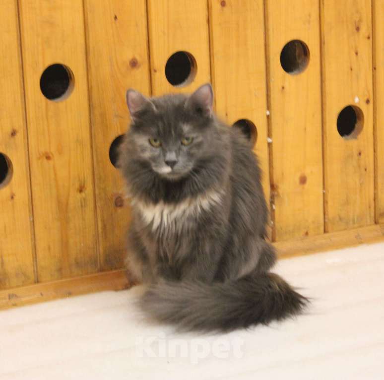 Кошки в Москве: Шалунья Гретта Девочка, Бесплатно - фото 5