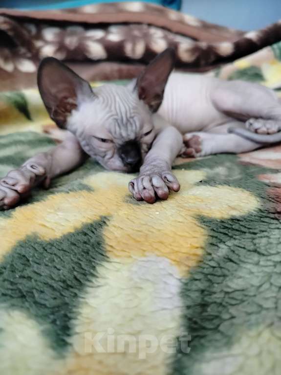 Кошки в других городах Московской области: Котята , канадский сфинкс Мальчик, 15 000 руб. - фото 2