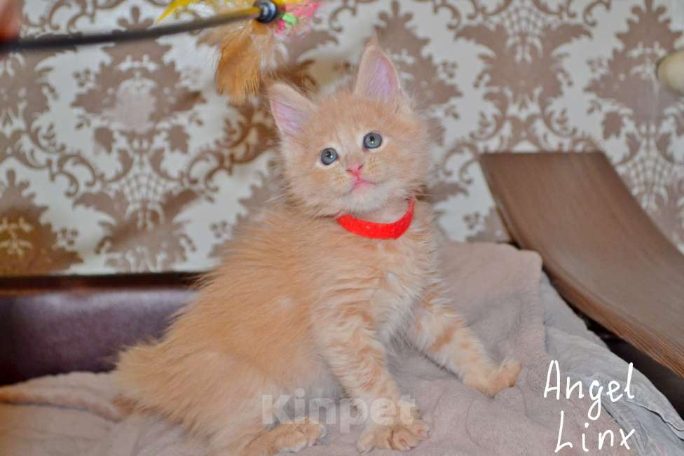 Кошки в Москве: Кошечка мейн-кун, рыжее солнышко Девочка, 25 000 руб. - фото 4