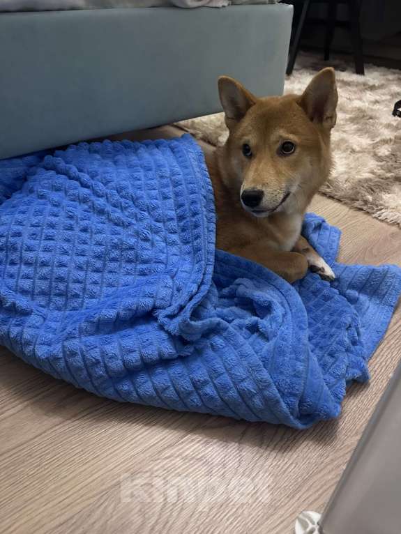 Собаки в Москве: Щенок сиба ину Мальчик, 35 000 руб. - фото 4