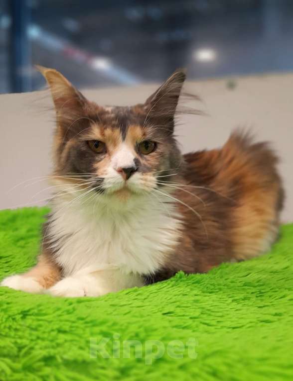 Кошки в Москве: Мейн-кун девочка Девочка, 30 000 руб. - фото 4