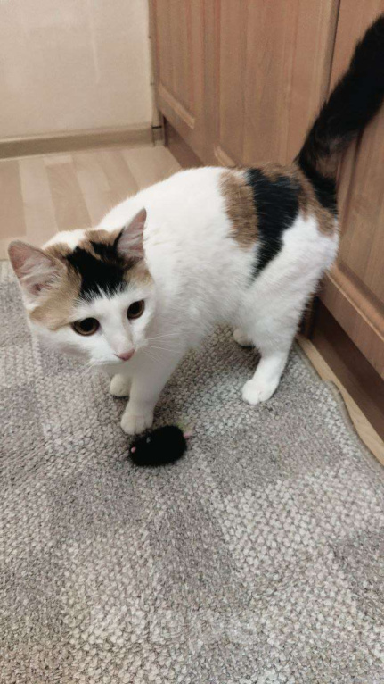 Кошки в Дмитрове: Кошечка с "чёлкой" ищет дом Девочка, Бесплатно - фото 7