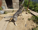 Собаки в Иркутске: Собачку в добрые руки Девочка, Бесплатно - фото 6