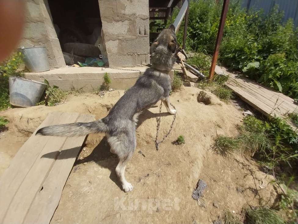 Собаки в Иркутске: Собачку в добрые руки Девочка, Бесплатно - фото 6