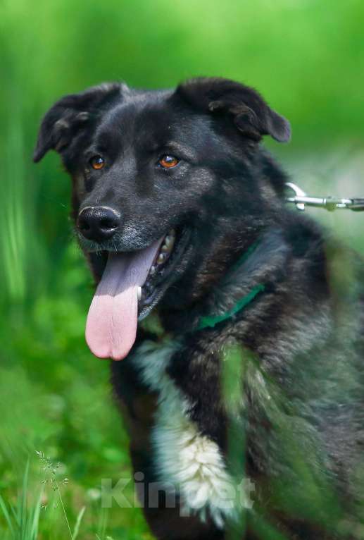 Собаки в Москве: Пес для большой семьи Мальчик, Бесплатно - фото 4