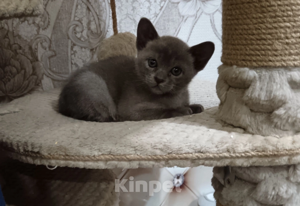 Кошки в других городах Тульской области: Котята Европейской Бурмы Разнополые, 35 000 руб. - фото 5