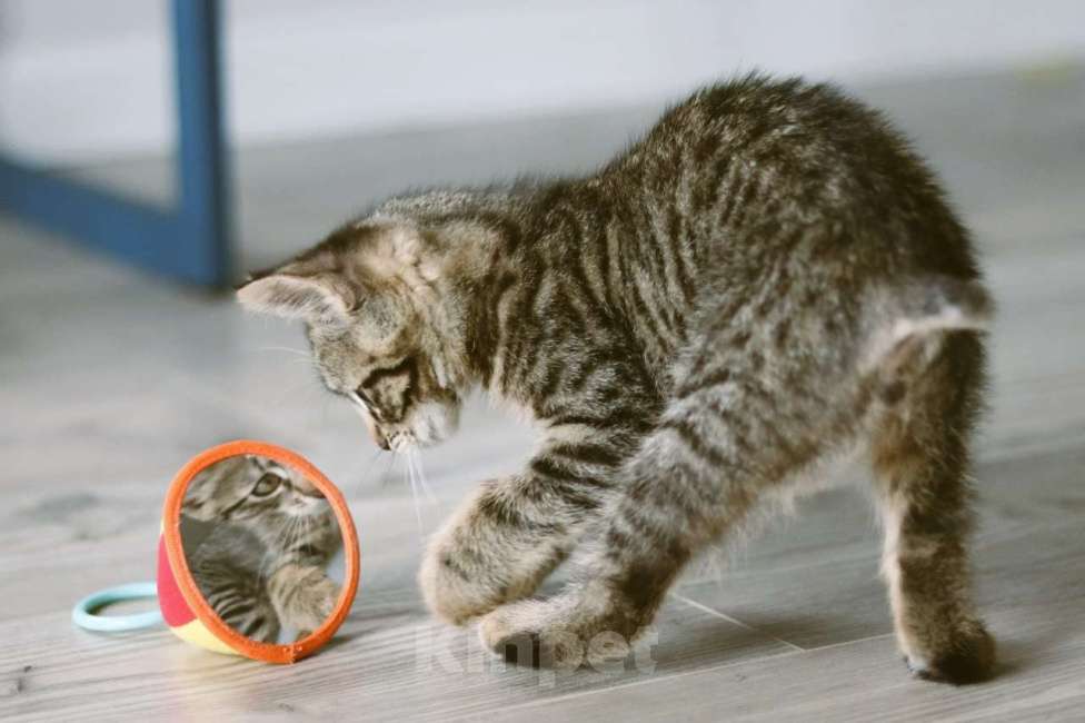 Кошки в Москве: Бесхвостый котёнок Кевин в добрые руки Мальчик, 1 руб. - фото 6