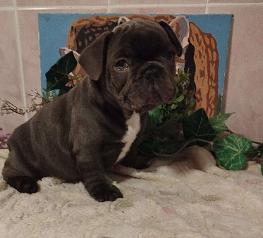 Милый щенок французского бульдога.